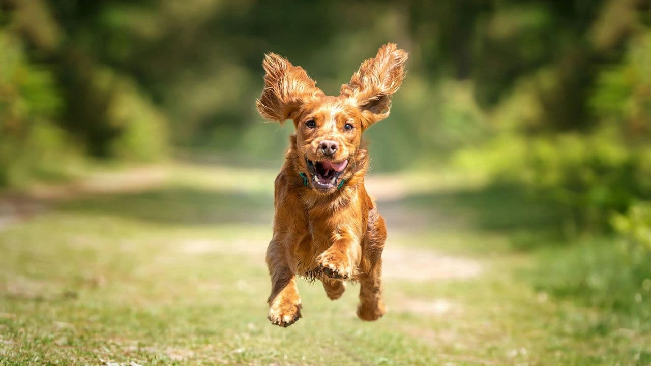 Perro de la comunidad POVU 1